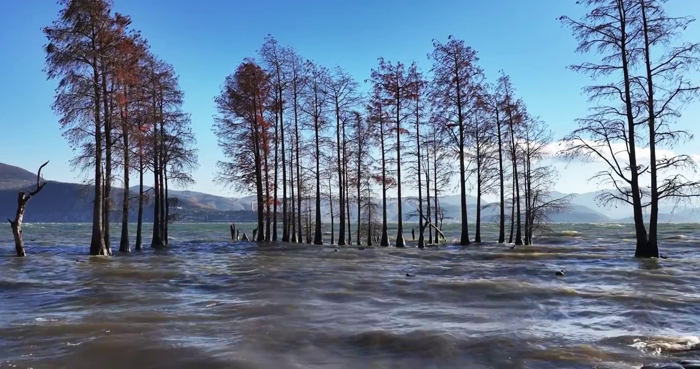 （慢镜头）大理洱海水杉波浪波纹航拍视频素材