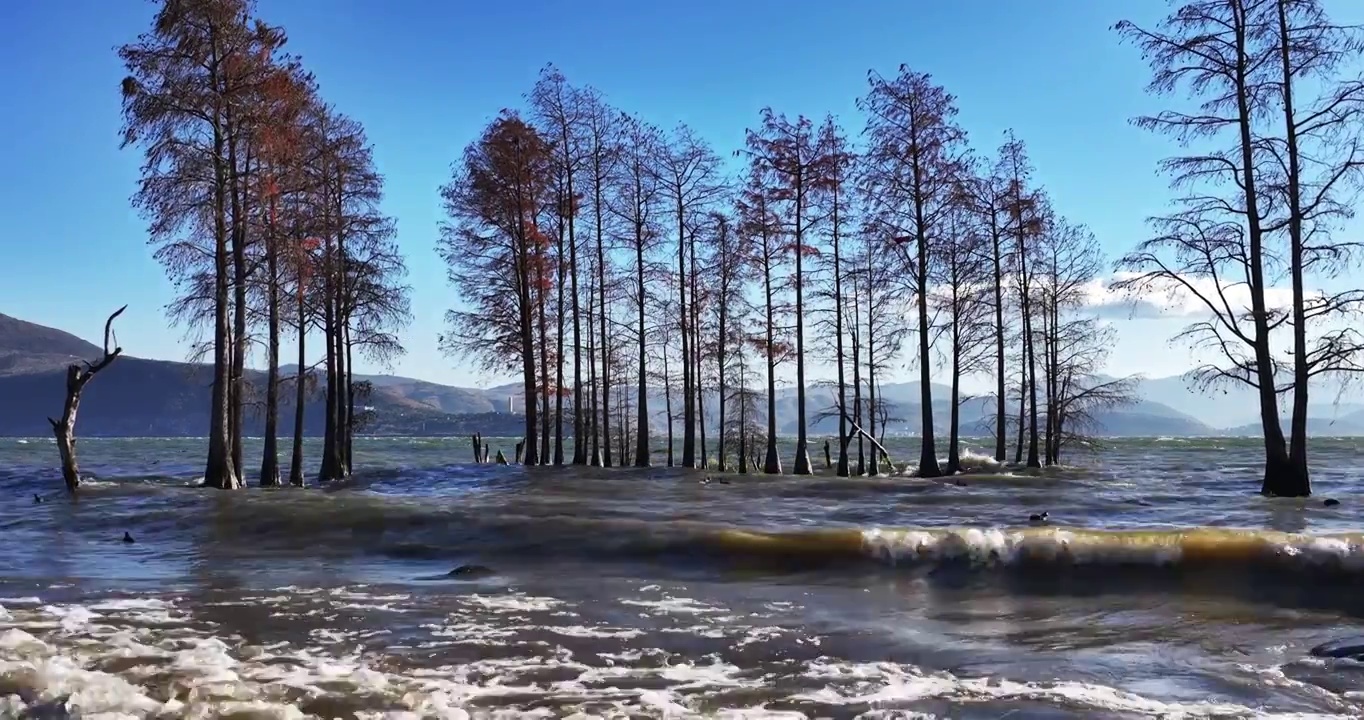 （慢镜头）大理洱海水杉波浪波纹航拍视频素材