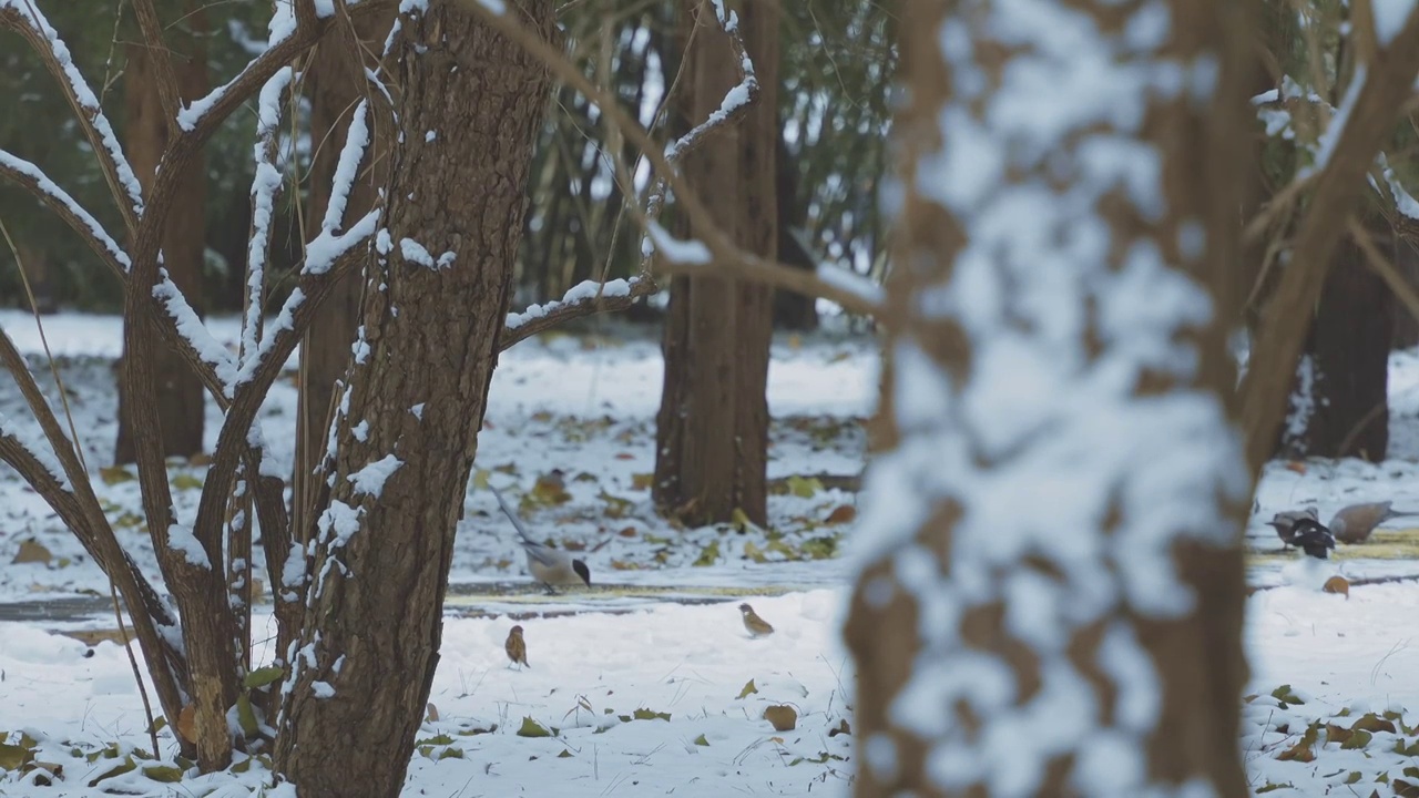 升格拍摄北京颐和园冬季雪景视频素材