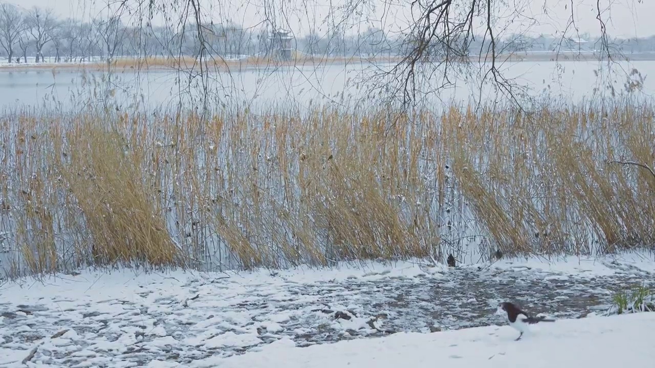 升格拍摄北京颐和园冬季雪景视频素材