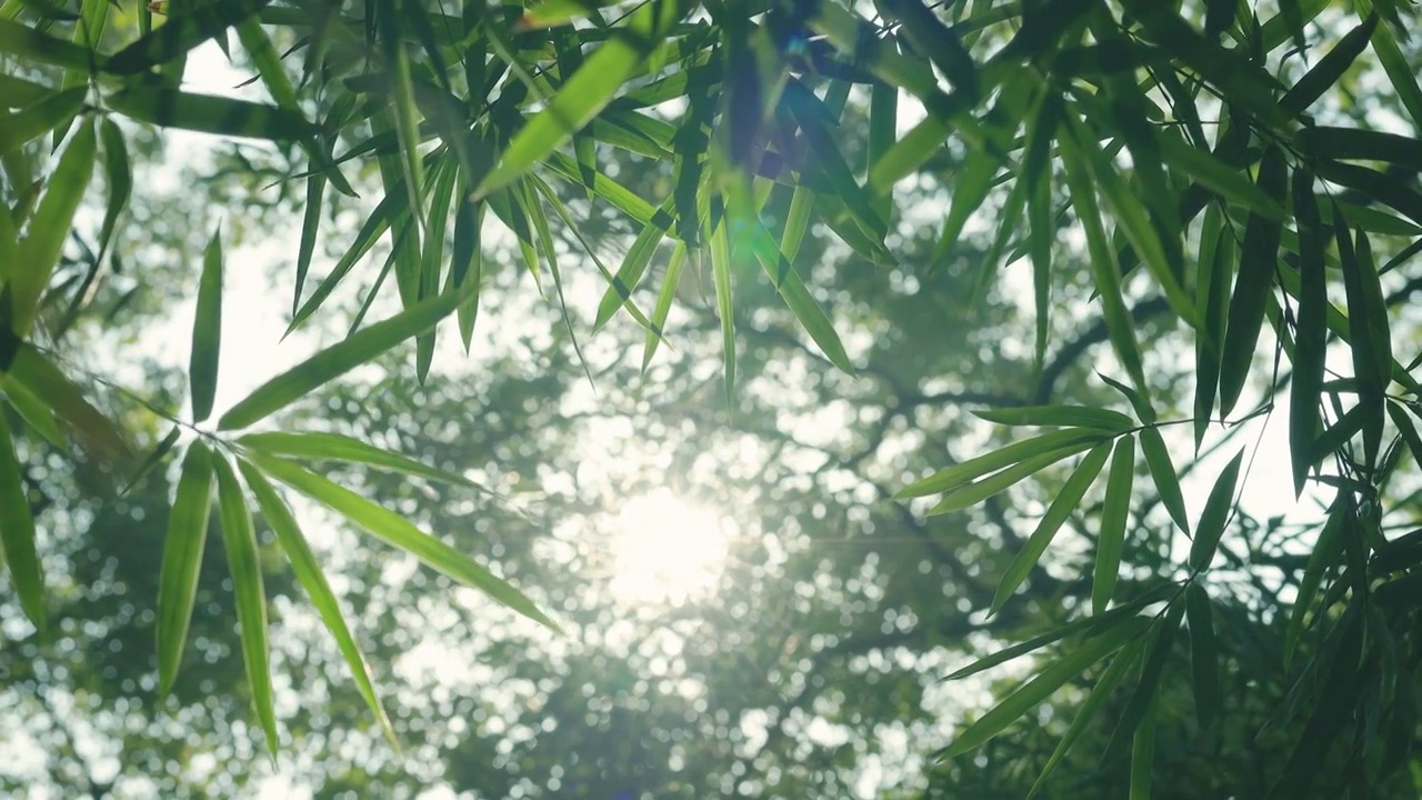 阳光穿透树林照射着风中的竹叶上视频素材