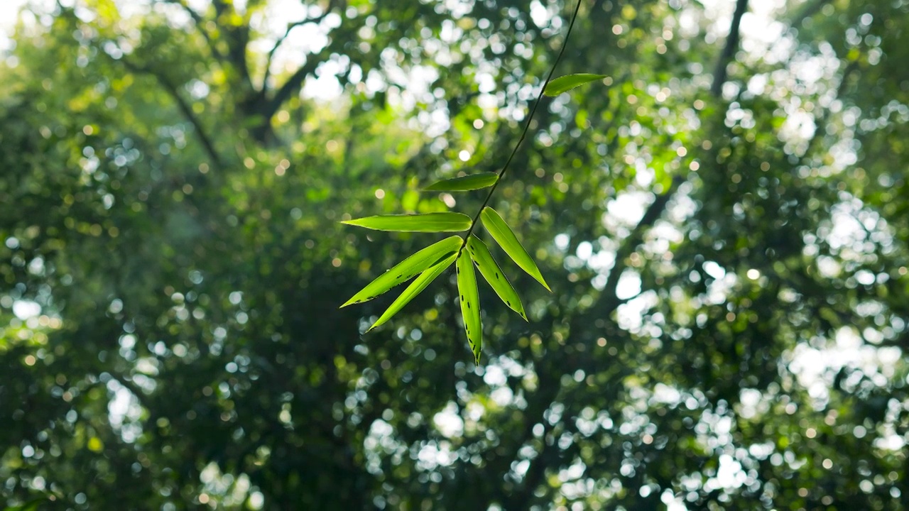 阳光穿透树林照射着风中的竹叶上视频素材