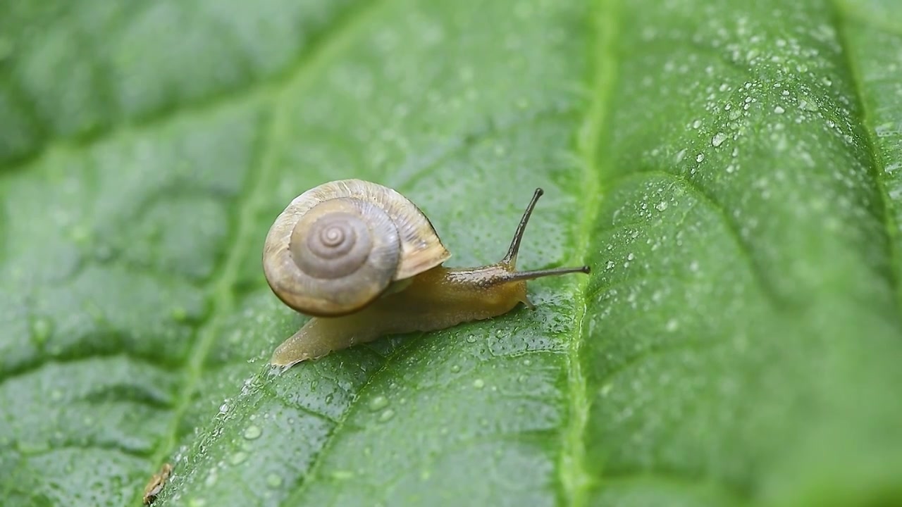 雨天叶子上爬行的蜗牛视频素材