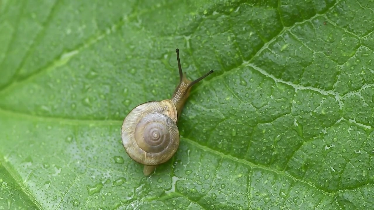 雨天叶子上爬行的蜗牛视频素材