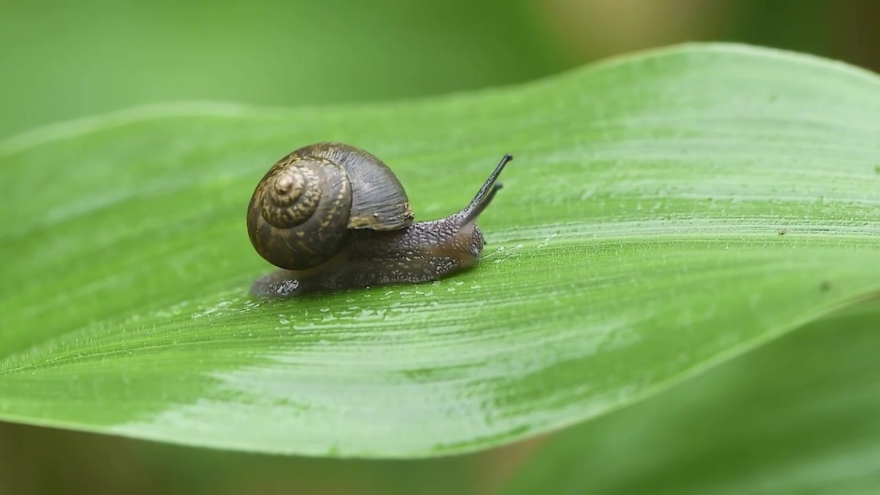 雨天叶子上爬行的蜗牛视频素材