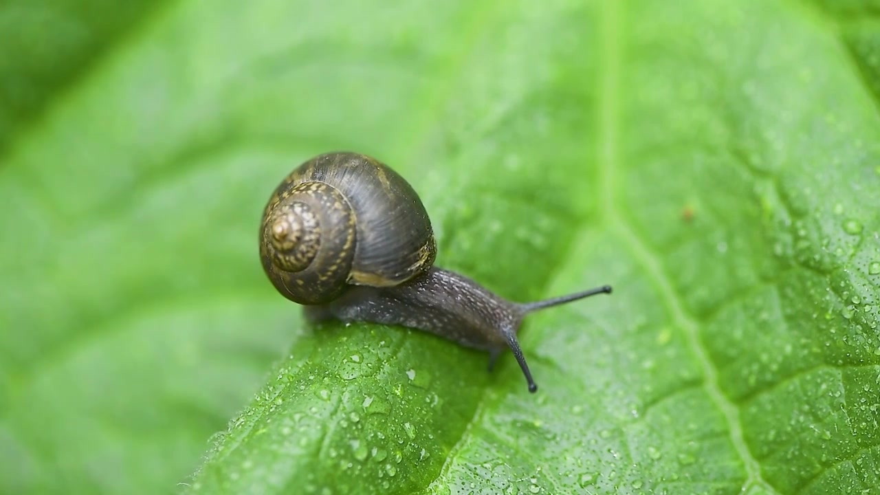 雨天叶子上爬行的蜗牛视频素材