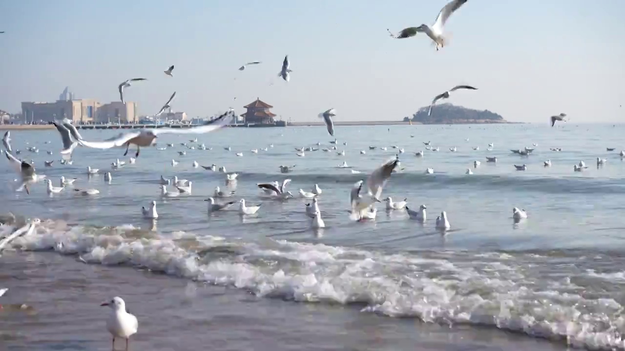 青岛栈桥边海水里的海鸥视频下载