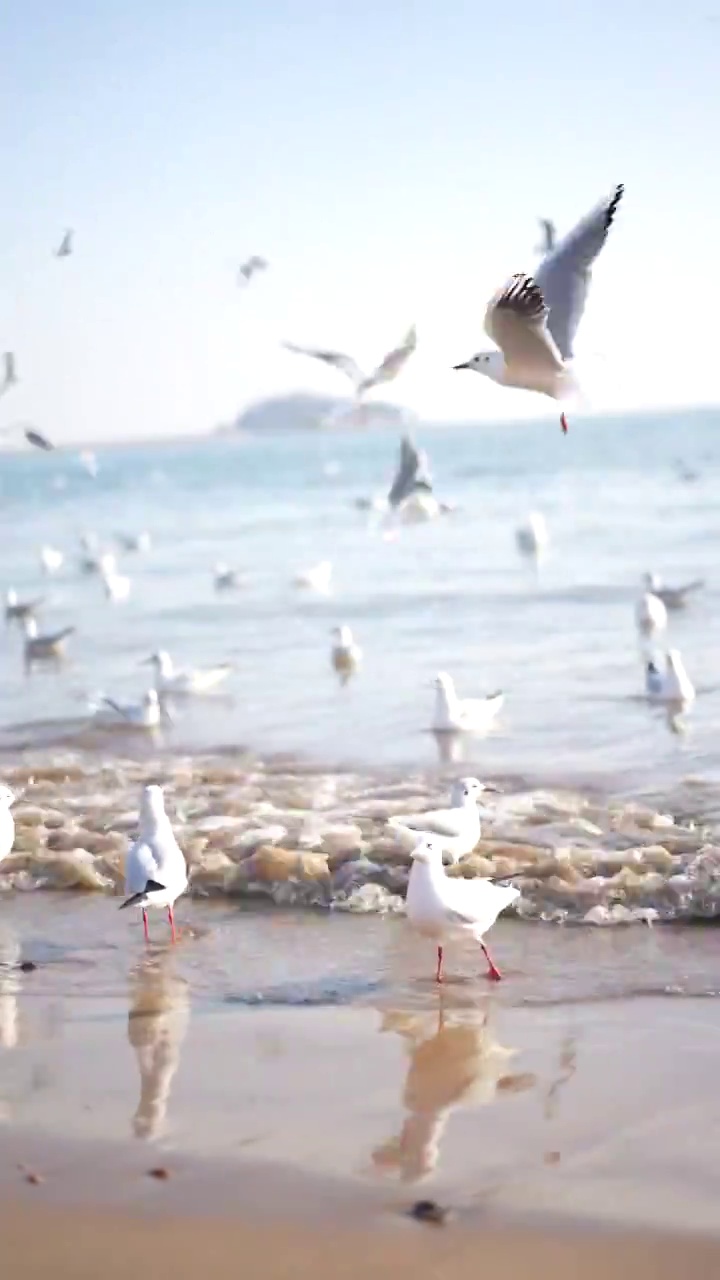 海水边的海鸥视频下载