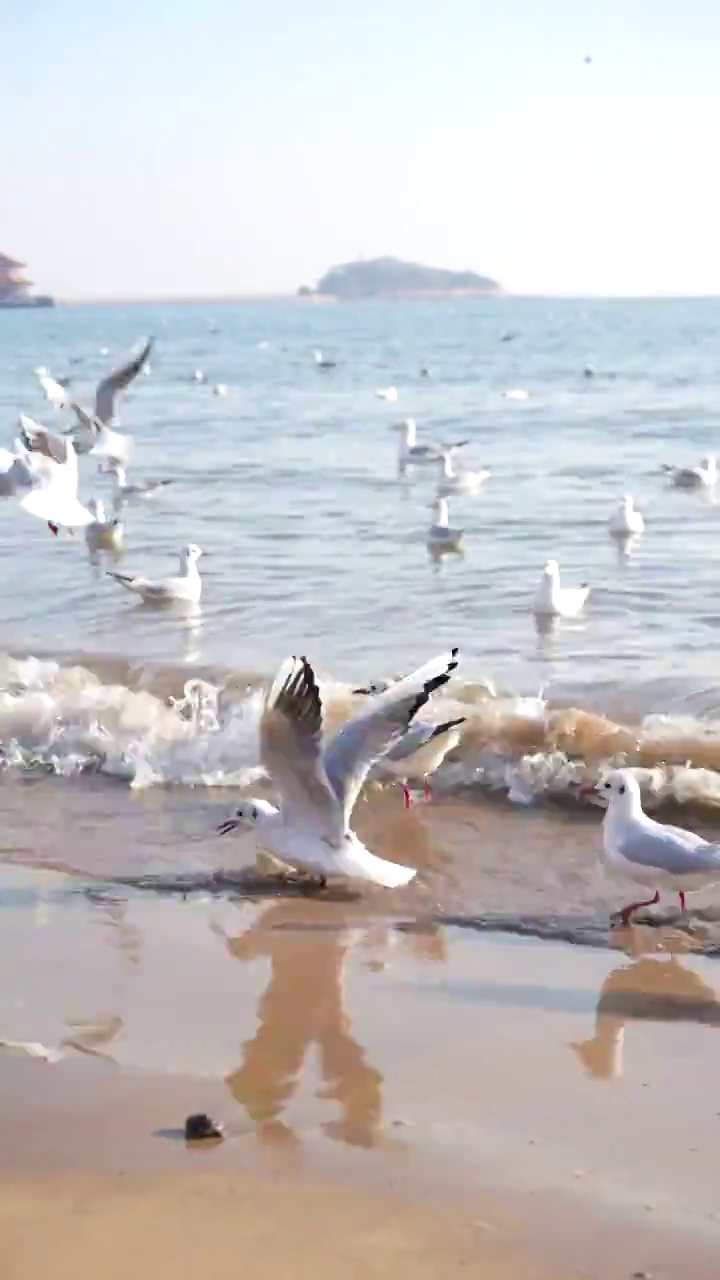 海水边的海鸥视频下载