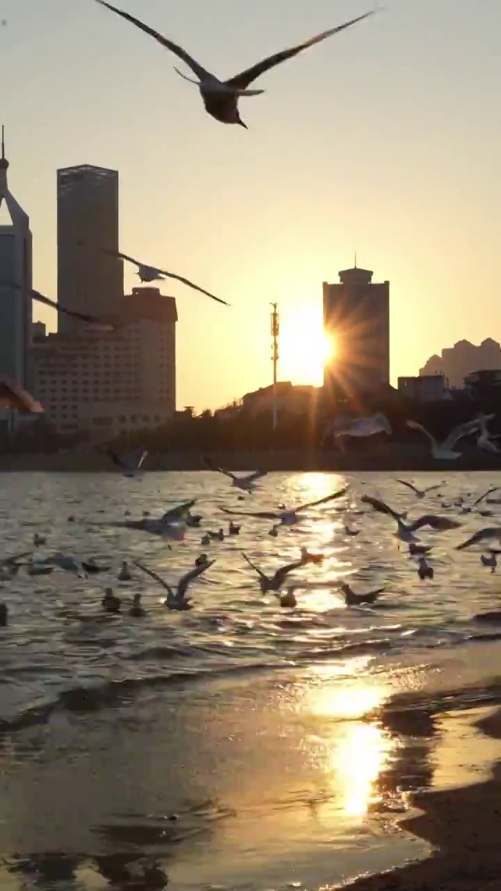 夕阳 大海 海鸥视频下载