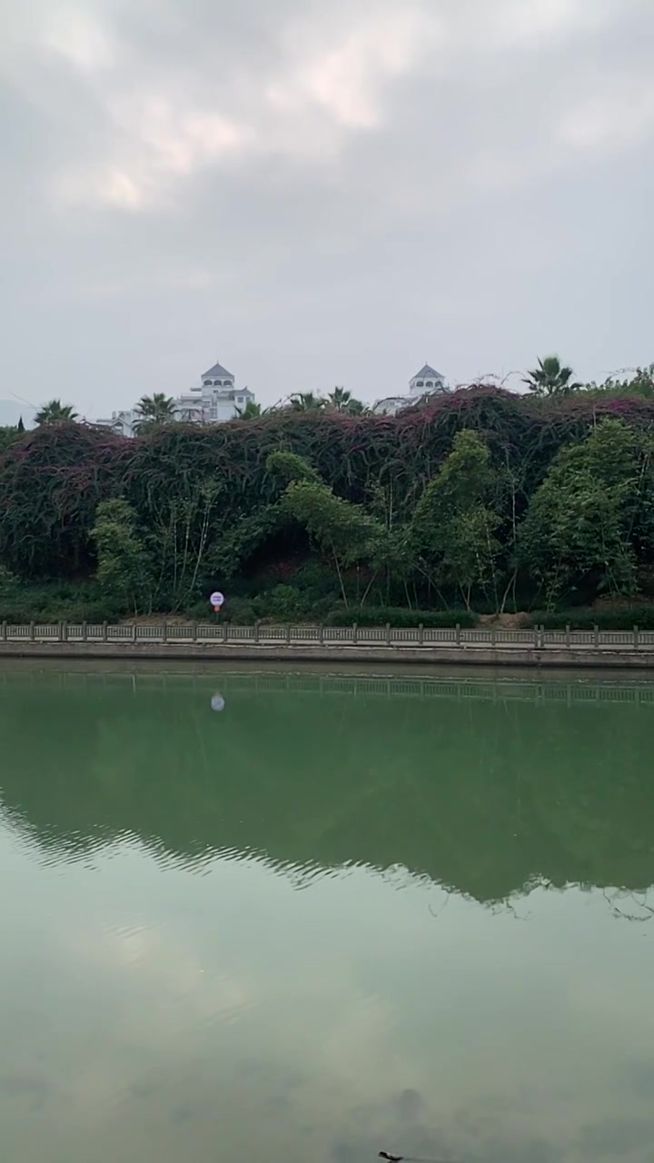 福安城市林荫道白鹭纷飞视频素材