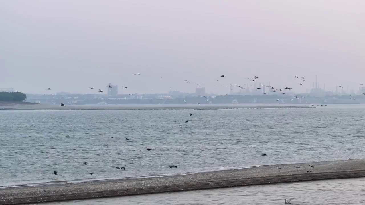 江上候鸟飞行景观视频视频素材