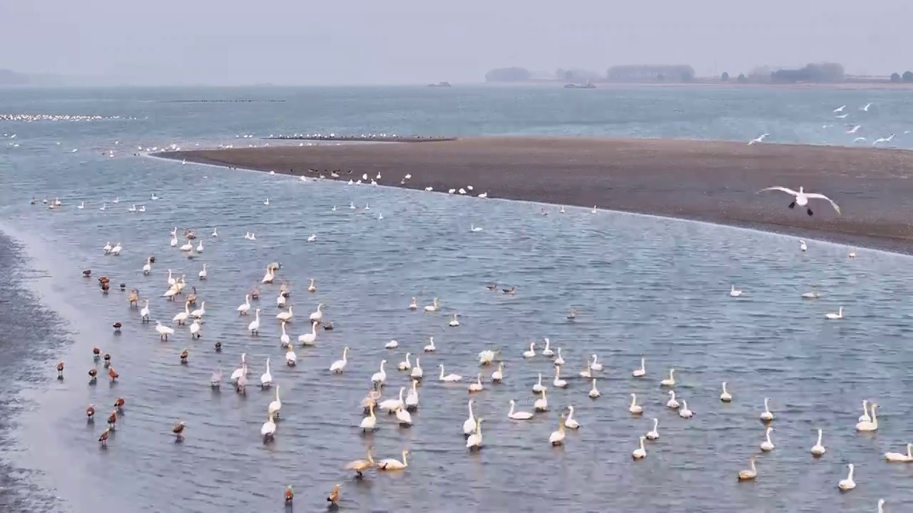 长江候鸟景观航拍视频视频素材