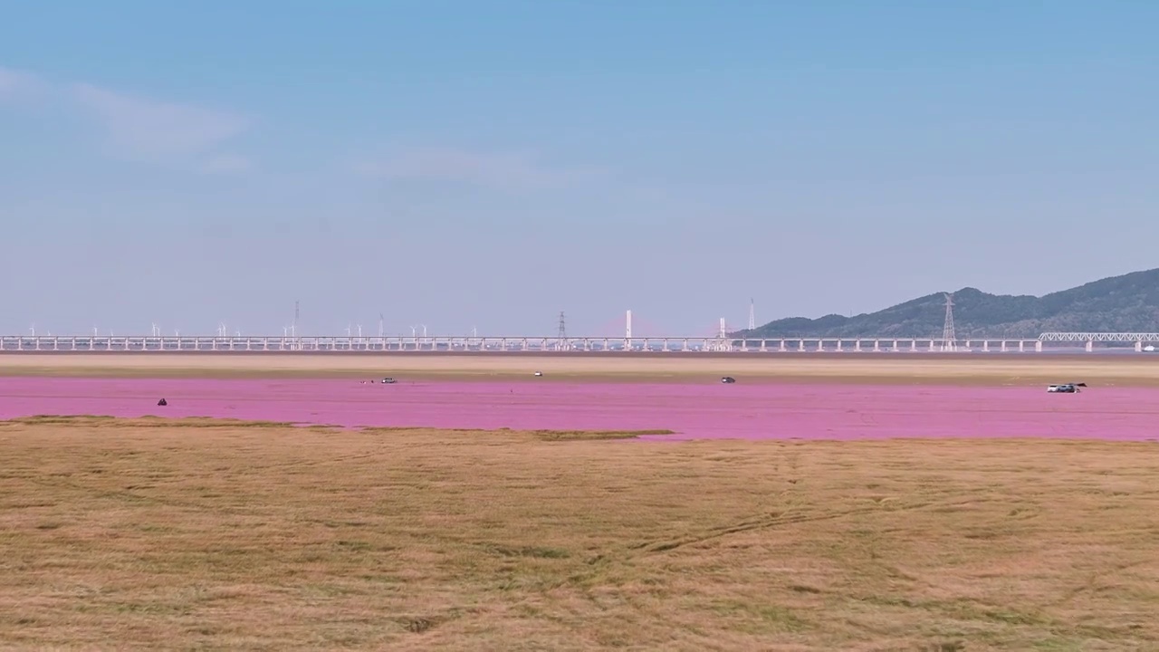 鄱阳湖蓼子花航拍视频视频素材