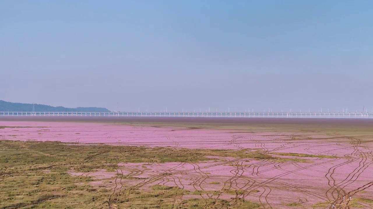 鄱阳湖秋天蓼花航拍视频视频素材