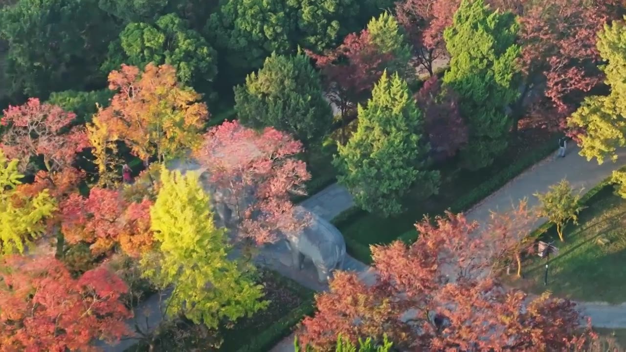 航拍秋天的南京明孝陵神道石象路视频素材