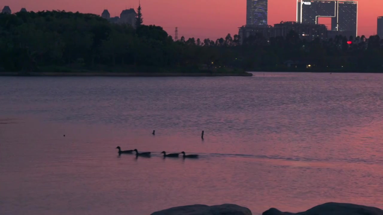 广州海珠湖公园落羽杉与夕阳落日视频素材