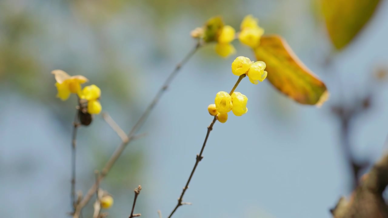 阳光下的腊梅梅花花苞花枝花朵视频素材