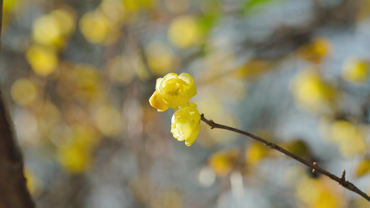 阳光下的腊梅梅花花苞花枝花朵视频素材