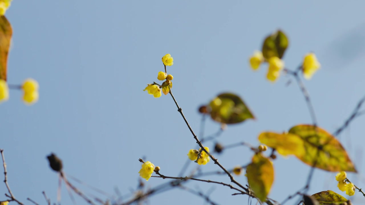 阳光下的腊梅梅花花苞花枝花朵视频素材