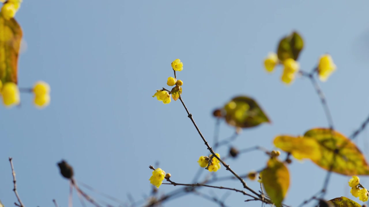 阳光下的腊梅梅花花苞花枝花朵视频素材