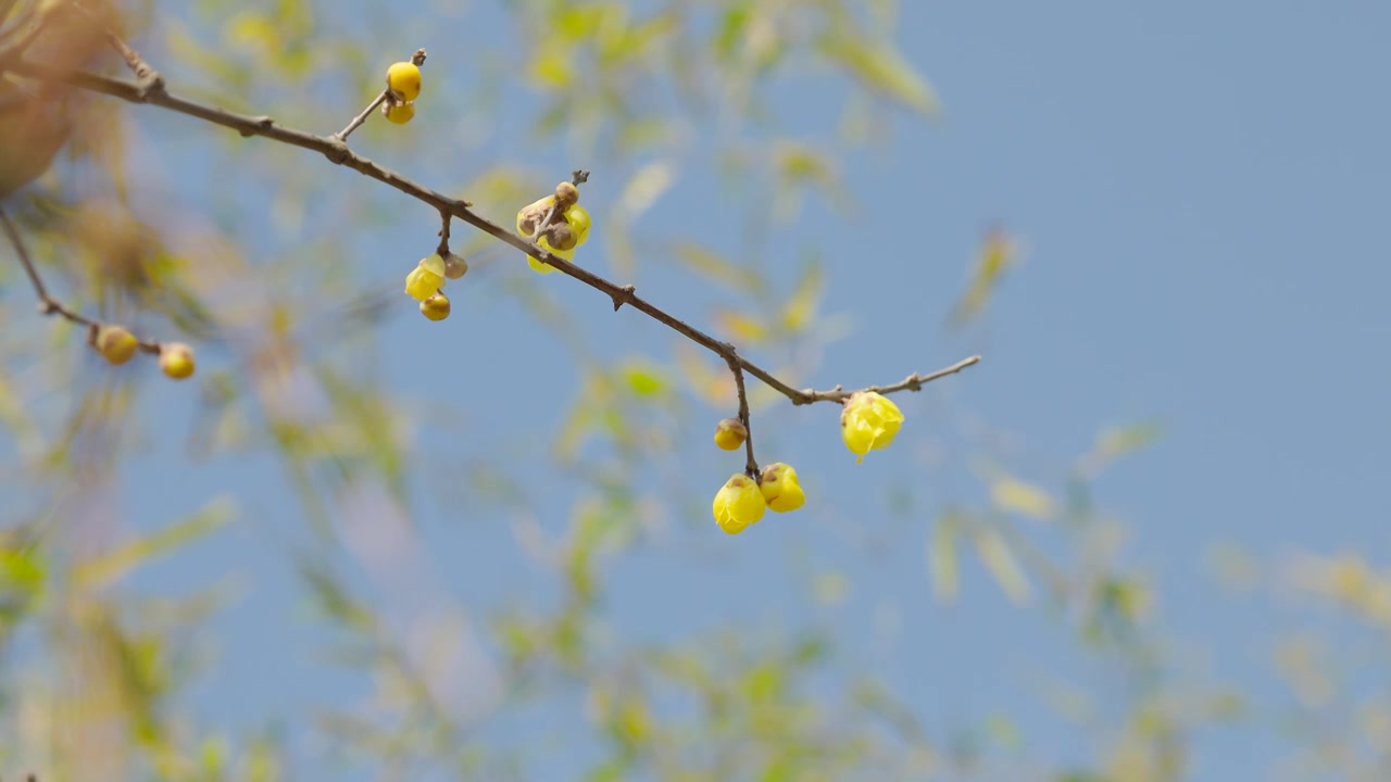 阳光下的腊梅梅花花苞花枝花朵视频素材