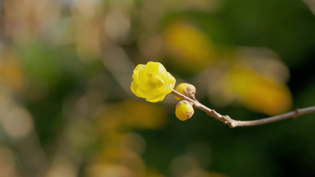 阳光下的腊梅梅花花苞花枝花朵视频素材