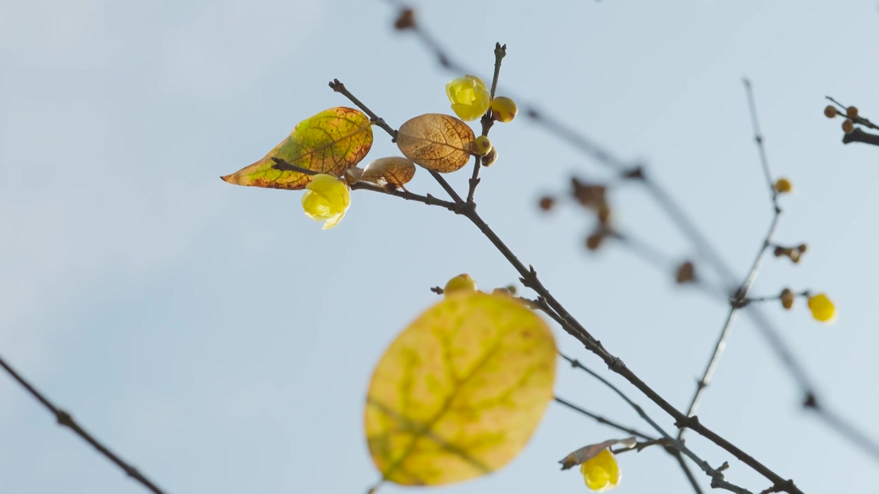 阳光下的腊梅梅花花苞花枝花朵视频素材