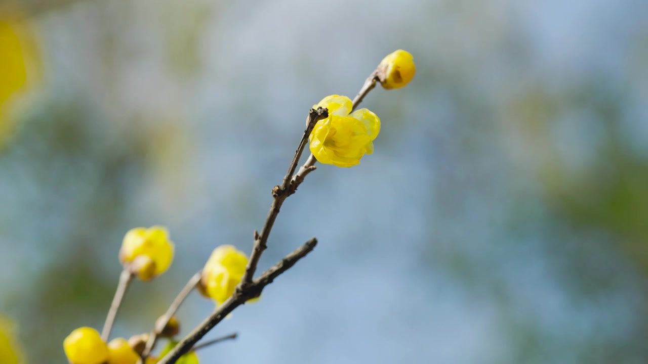 阳光下的腊梅梅花花苞花枝花朵视频素材