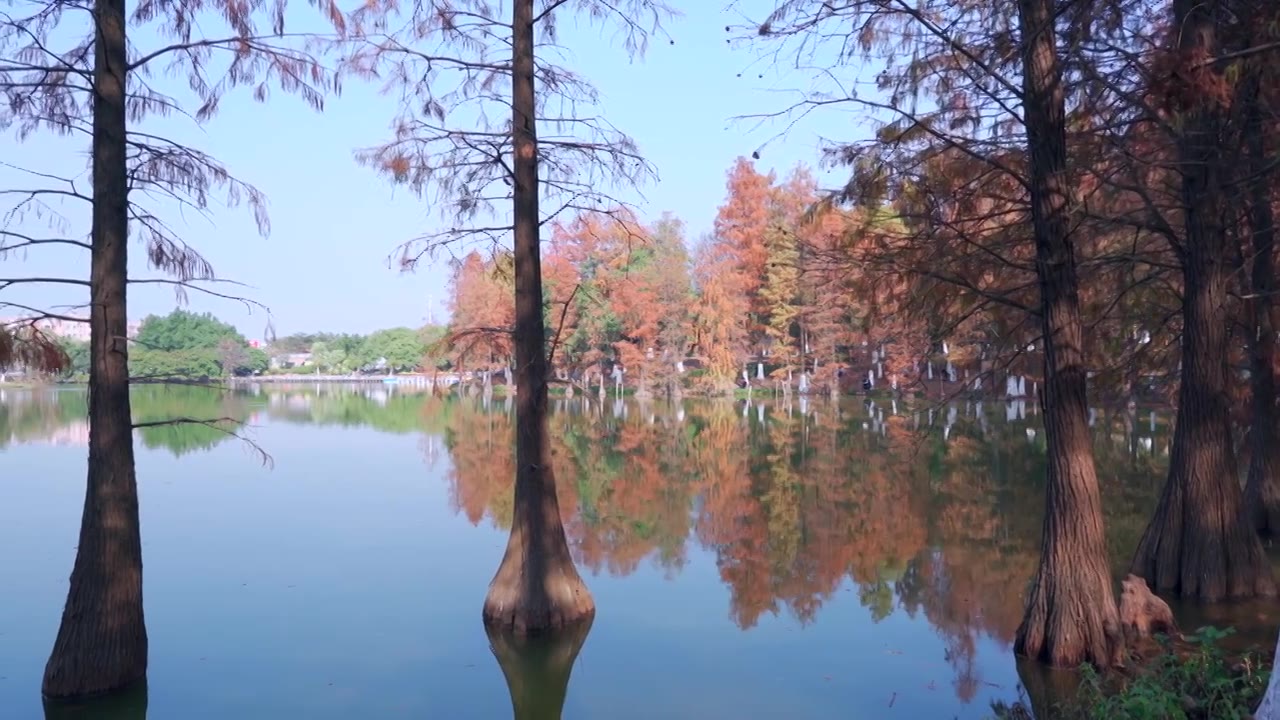 广州番禺大夫山森林公园云岫湖落羽杉红叶视频素材