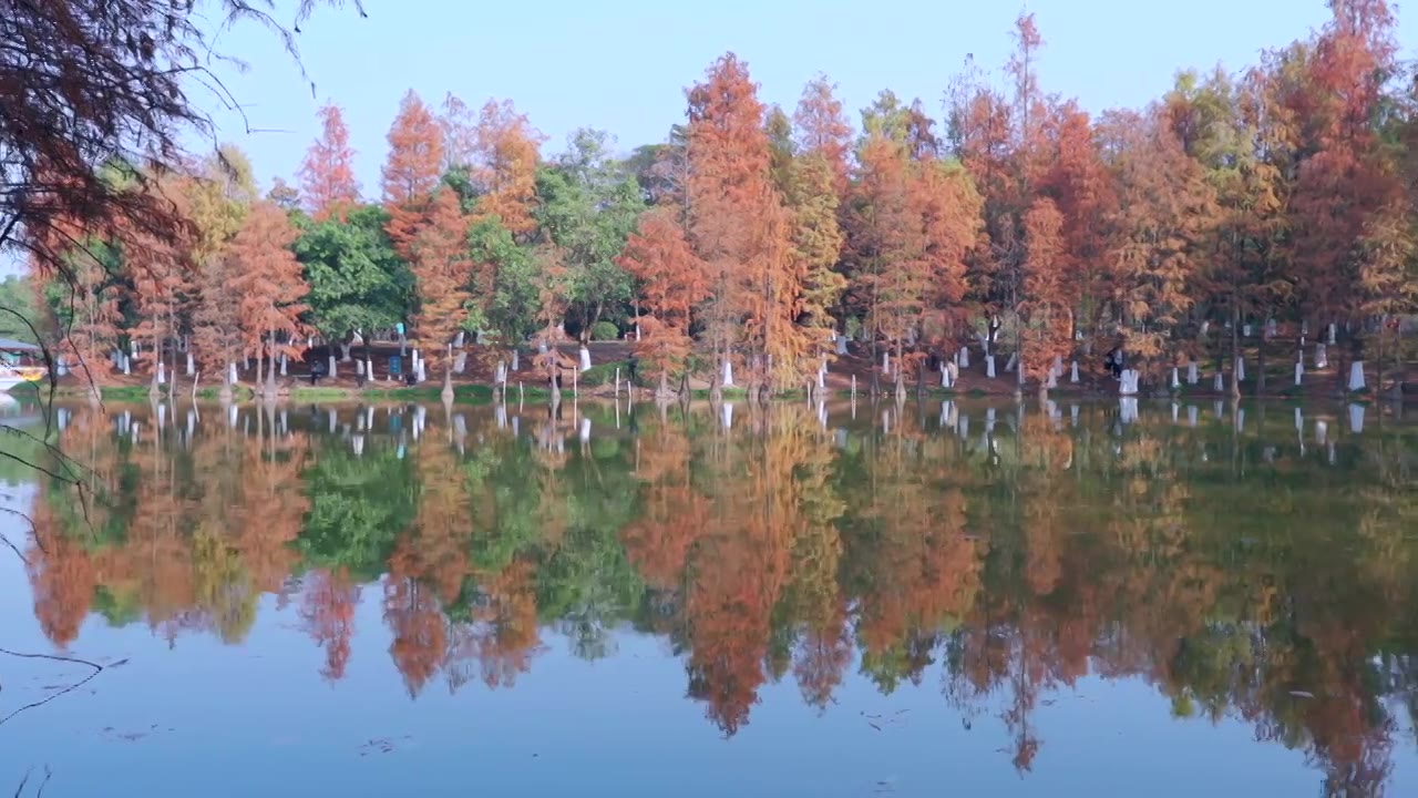 广州番禺大夫山森林公园云岫湖落羽杉红叶视频素材