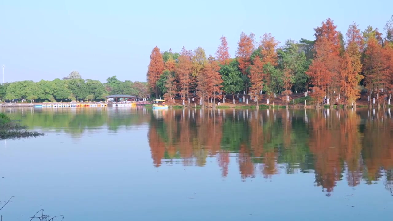 广州番禺大夫山森林公园云岫湖落羽杉红叶视频素材