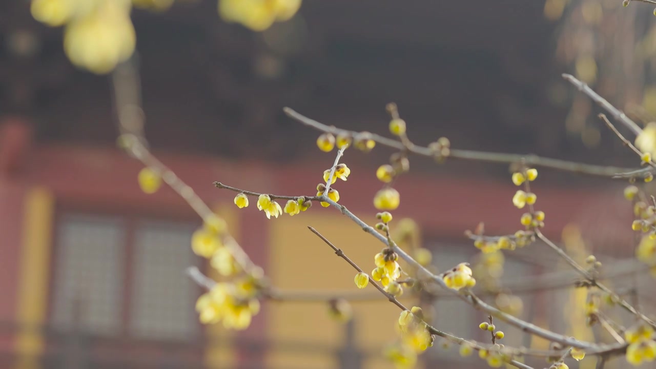 阳光下的腊梅花枝花苞花朵视频素材