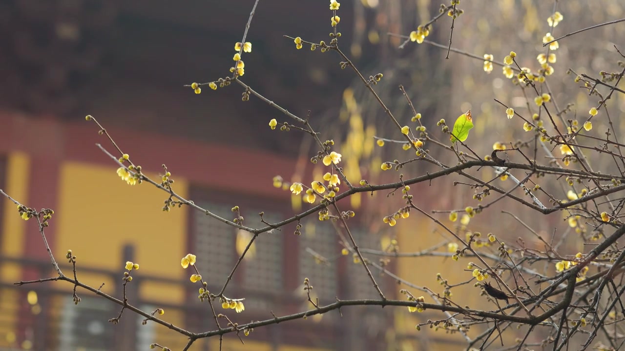 阳光下的腊梅花枝花苞花朵视频素材