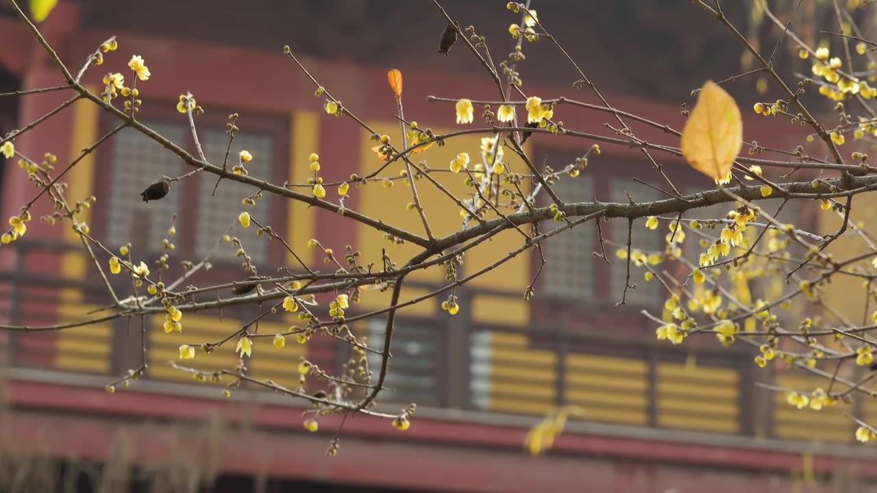 阳光下的腊梅花枝花苞花朵视频素材