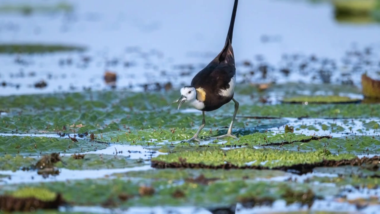 水雉觅食特写视频视频素材