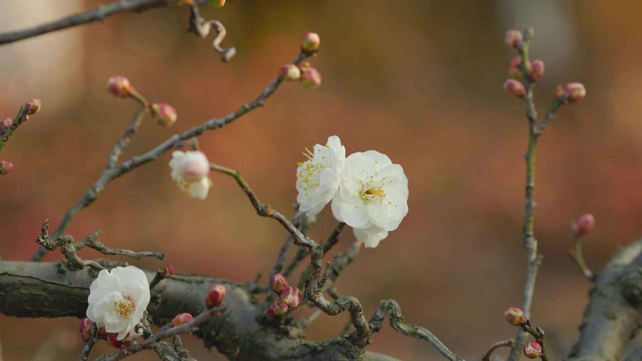 含苞欲放的梅花花朵花枝视频素材