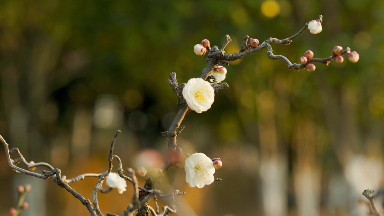 含苞欲放的梅花花朵花枝视频素材