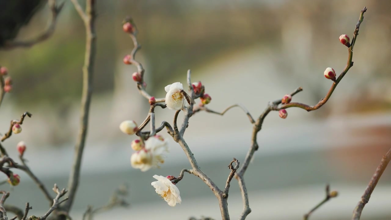 含苞欲放的梅花花朵花枝视频素材