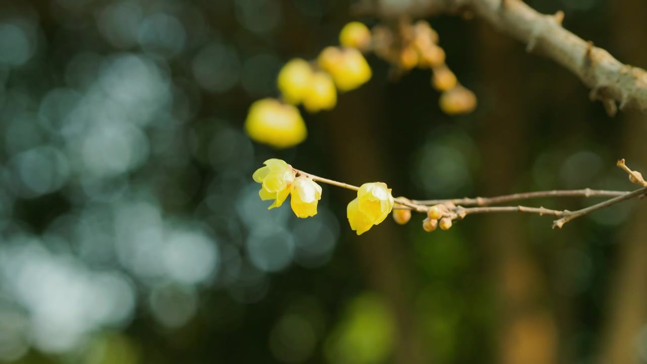 阳光下的腊梅花枝视频素材