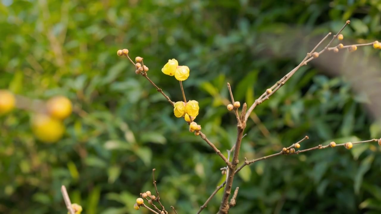 阳光下的腊梅花枝视频素材