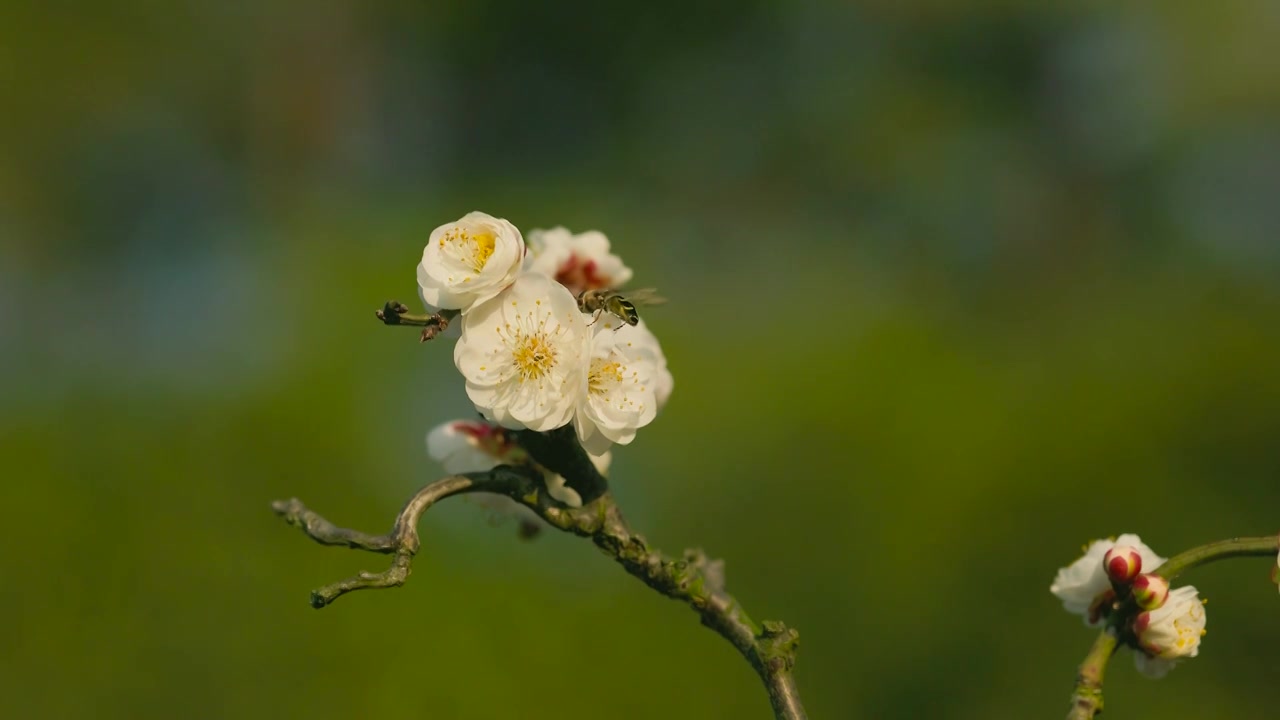 阳光下盛开的梅花花朵花苞吸引了蜜蜂前来视频素材