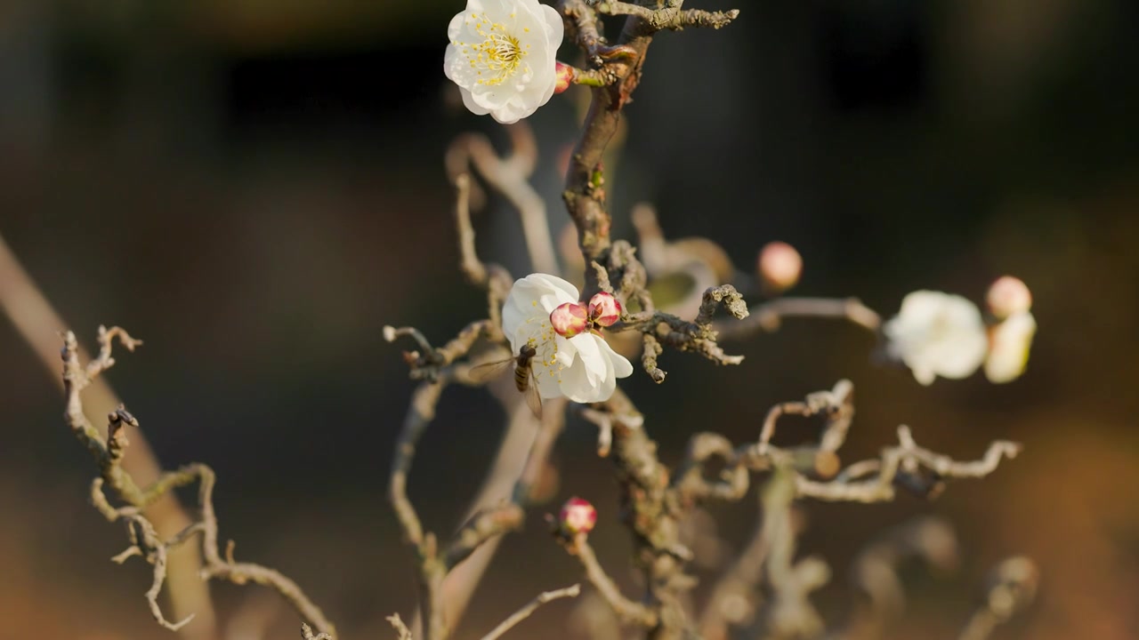 阳光下盛开的梅花花朵花苞吸引了蜜蜂前来视频素材