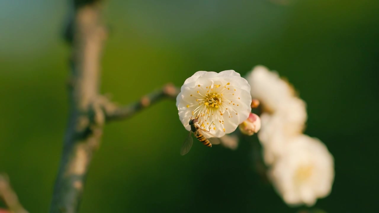 阳光下盛开的梅花花朵花苞吸引了蜜蜂前来视频素材