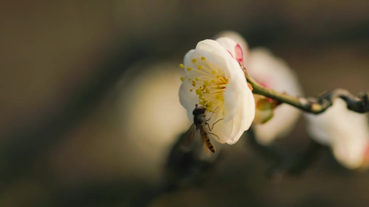 阳光下盛开的梅花花朵花苞吸引了蜜蜂前来视频素材