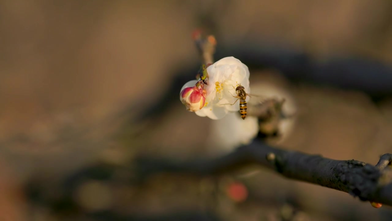 阳光下盛开的梅花花朵花苞吸引了蜜蜂前来视频素材