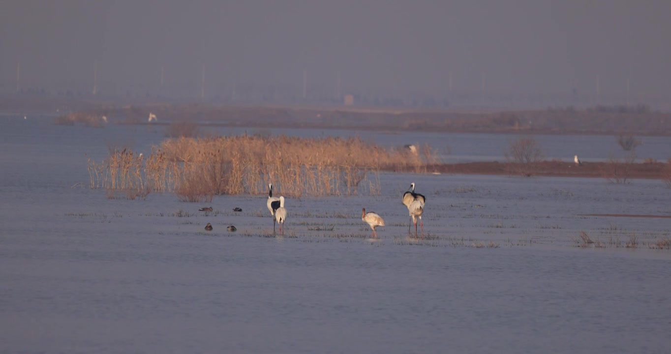 山东东营黄河入海口白鹤和丹顶鹤一家视频素材