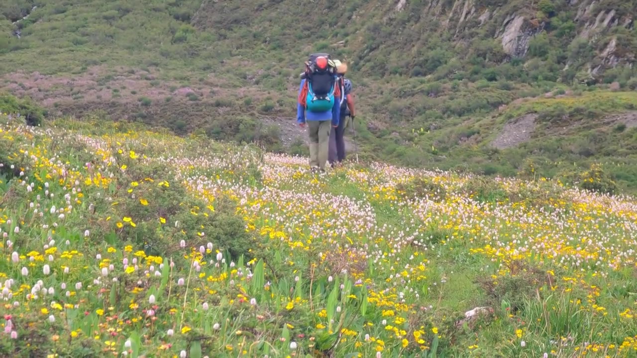 攀登阿沙贡格雪山的登山者徒步行走在花海中视频素材