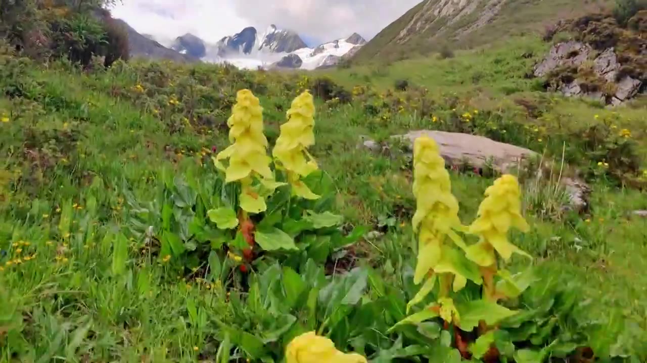 攀登阿沙贡格雪山的登山者徒步行走在花海中视频素材