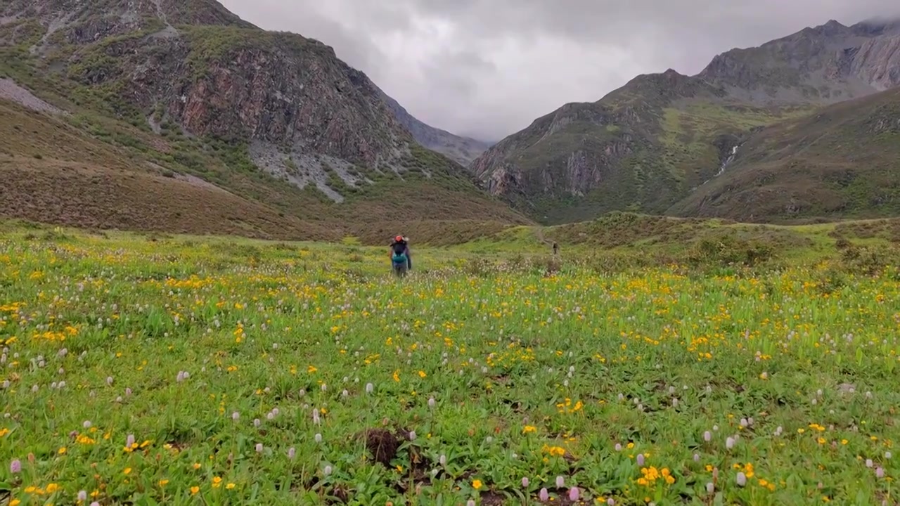 攀登阿沙贡格雪山的登山者徒步行走在花海中视频素材